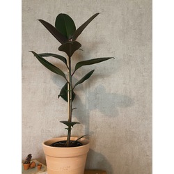 Ficus elastica / Kauçuk Bitkisi