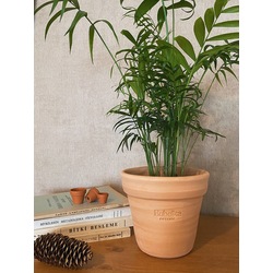Chamaedoerea elegans / Dağ Palmiyesi