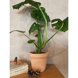 Monstera deliciosa / Devetabanı
