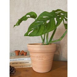 Monstera adansonii 'Monkey' / Devetabanı