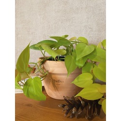 Philodendron 'Lemon Lime' / Kalp Yapraklı Salon Sarmaşığı