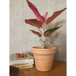 Aglaonema 'Pink' / Pembe Çin Herdem Yeşili