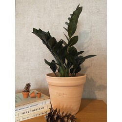 Zamioculcas zamiifolia 'Rraven' / ZZ-Zamia Çiçeği (Koyu renkli)