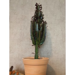 Euphorbia trigona 'Rubra' / Sütleğen-Kovboy Kaktüsü (Pembe alacalı)