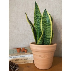 Sansevieria trifasciata / Paşa Kılıcı Bitkisi
