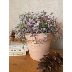 Callisia repens 'Pink Lady' / Kalisya