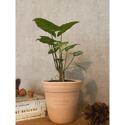 Syngonium podophyllum / Melek Kanadı Bitkisi