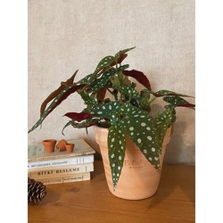 Begonia maculata / Çilli Begonya