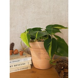 Philodendron scandens 'Brasil' / Kalp Yapraklı Salon Sarmaşığı