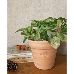Epipremnum aureum Marble Queen / Alacalı Pothos