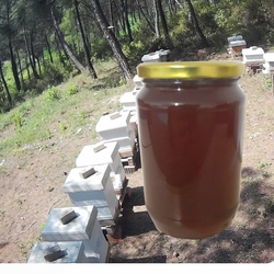 Doğal Çam Balı 1Kg