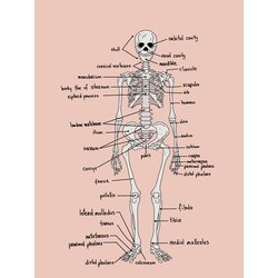 Our Body