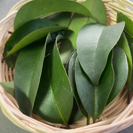 İlaçsız, Gübresiz, Doğal, Ağacından Taze Defne Yaprağı (250 gr)