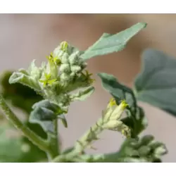 Chrozophora tinctoria (Siğil otu)