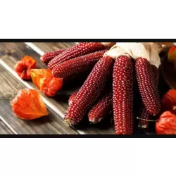 Ruby Kırmızı mısır tohumu 