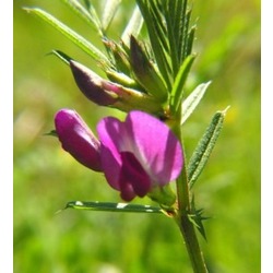 Adi Fiğ (Vicia Sativa)