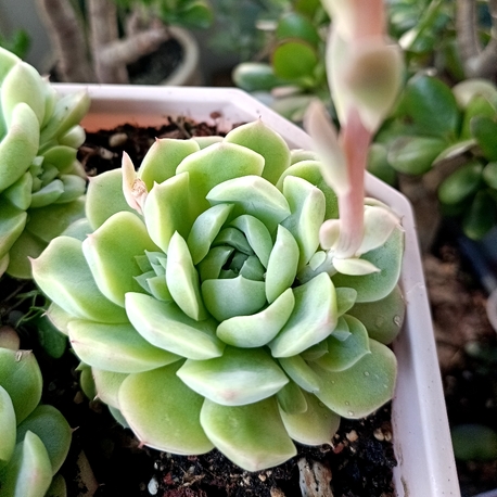 Echeveria Elegans