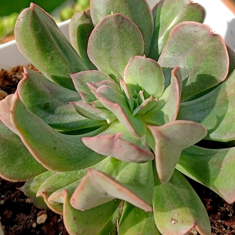 Echeveria Dark wather