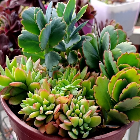 Echeveria luella ve kalanchoe