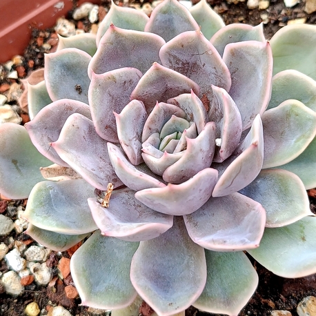 Echeveria Hercules