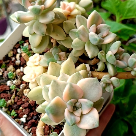 Apricot beaty variagata