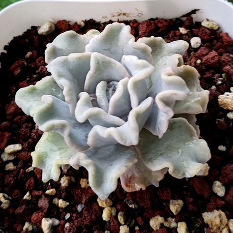 Echeveria  Crispat Beatty