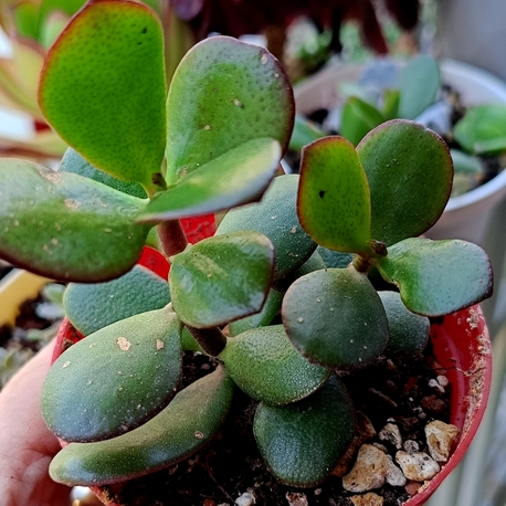 Promosyon crassula ovata