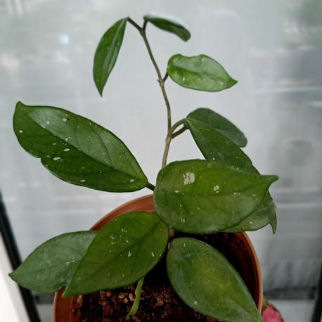 Hoya Carnosa
