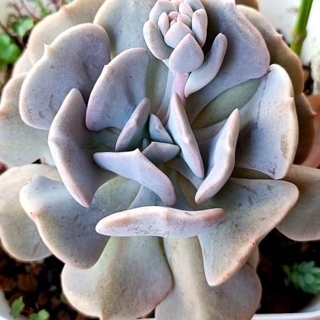 Echeveria Cubic frost