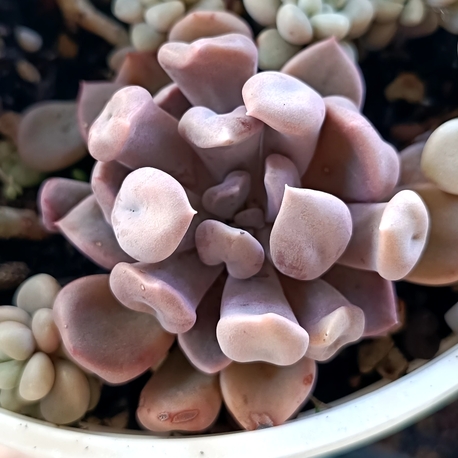 Echeveria Cupid