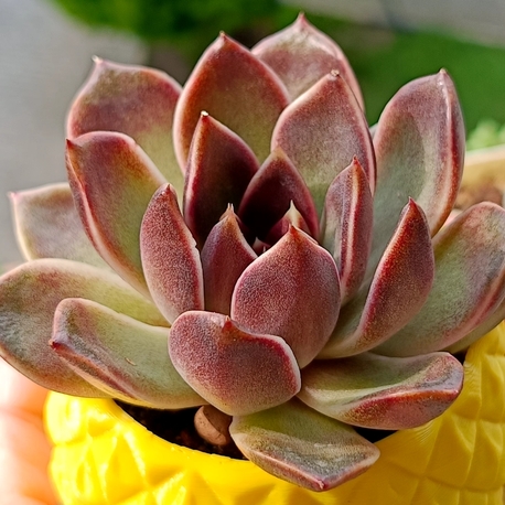 Echeveria Pushki