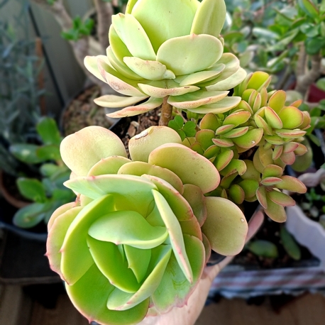 Echeveria Peach Pride