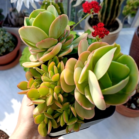 Echeveria Peach Pride