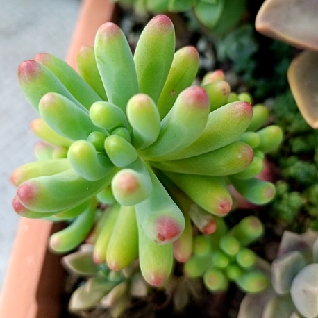 Sedum 