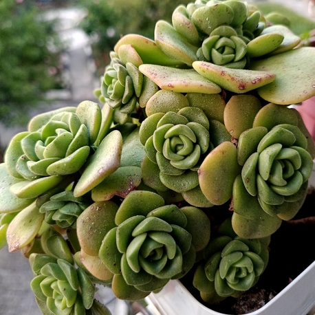 Aeonium lily pad 