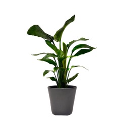 Sterlitzia Bitkisi