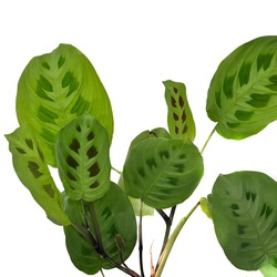 Maranta Bitkisi (kerchoveana)