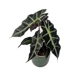 Alocasia Polly Bitkisi