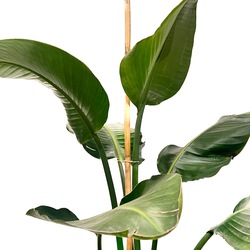 Strelitzia Bitkisi