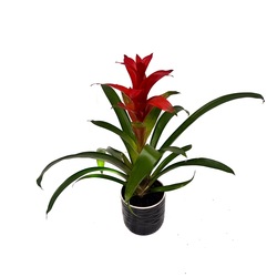Guzmania Bitkisi
