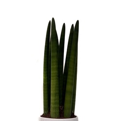 Sansevieria Bitkisi