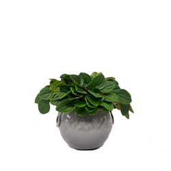 Peperomia Bitkisi (Albovittata)