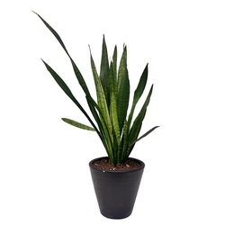 Sansevieria Bitkisi