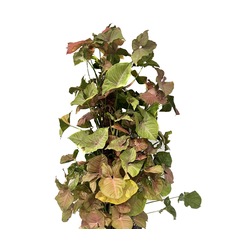 Syngonium Bitkisi (Pink)