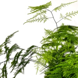 Asparagus Setaceus
