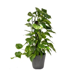Epipremnum Bitkisi (Patos)