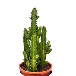 Euphorbia Kaktüs Bitkisi