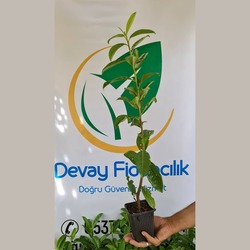 Karayemiş Fidanı