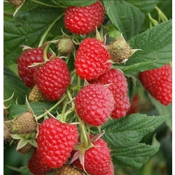 Ahududu (Frambuaz) Fidanı
