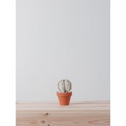 MINI BARREL CACTUS l BLANCO